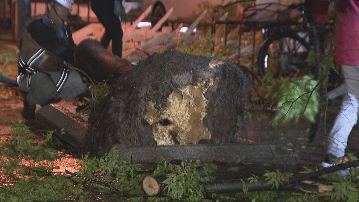名古屋･栄の倒木 樹木医｢根元が腐っている｣ 高さ約15ｍのケヤキ ｢今回は人的被害なかったが…｣
