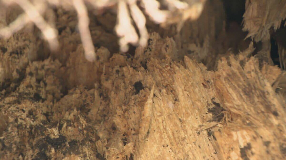 名古屋･栄の倒木 樹木医｢根元が腐っている｣ 高さ約15ｍのケヤキ ｢今回は人的被害なかったが…｣