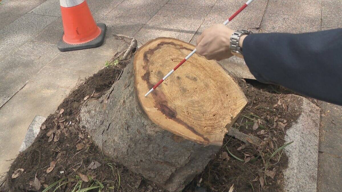 名古屋･栄の倒木 樹木医｢根元が腐っている｣ 高さ約15ｍのケヤキ ｢今回は人的被害なかったが…｣