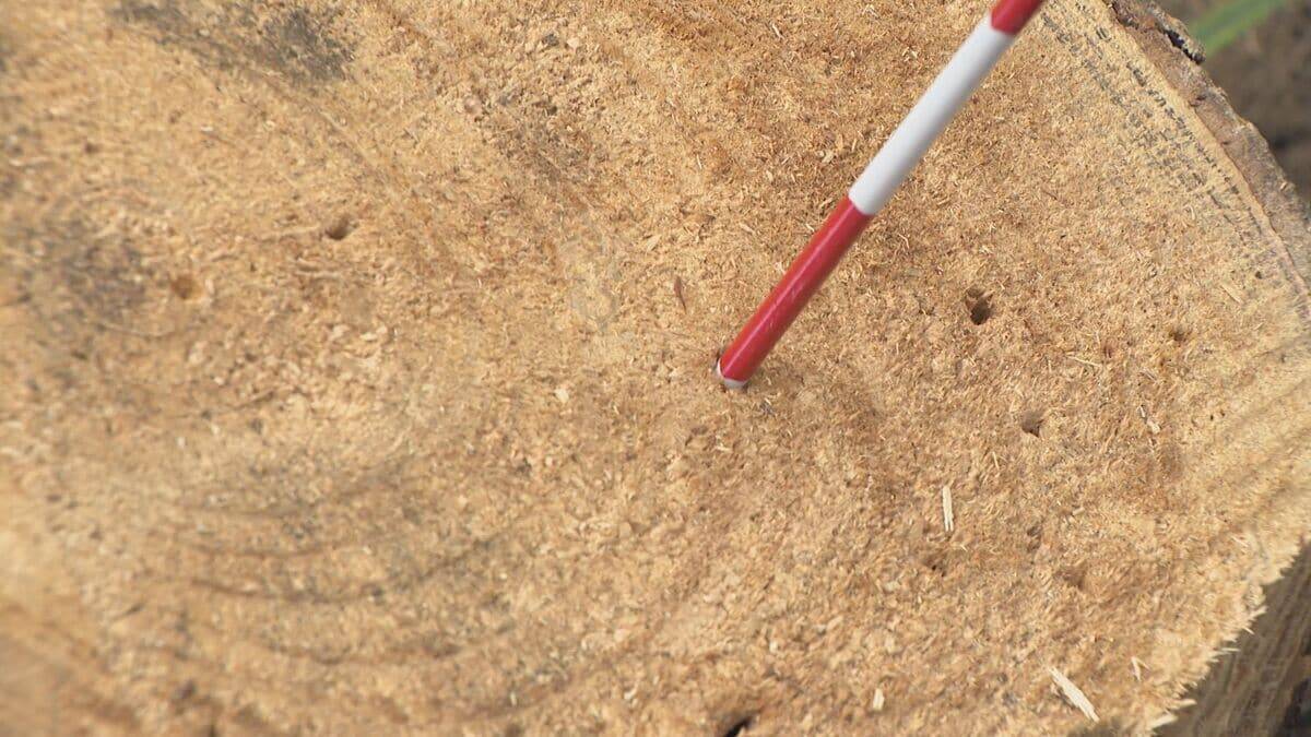 名古屋･栄の倒木 樹木医｢根元が腐っている｣ 高さ約15ｍのケヤキ ｢今回は人的被害なかったが…｣