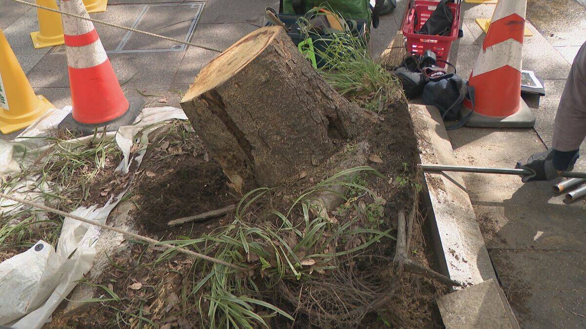 名古屋･栄の倒木 樹木医｢根元が腐っている｣ 高さ約15ｍのケヤキ ｢今回は人的被害なかったが…｣