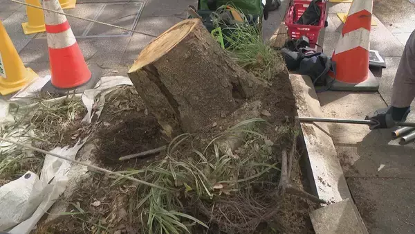 「名古屋･栄の倒木 樹木医｢根元が腐っている｣ 高さ約15ｍのケヤキ ｢今回は人的被害なかったが…｣」の画像