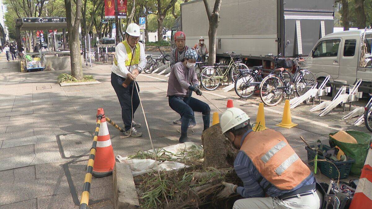 名古屋･栄の倒木 樹木医｢根元が腐っている｣ 高さ約15ｍのケヤキ ｢今回は人的被害なかったが…｣