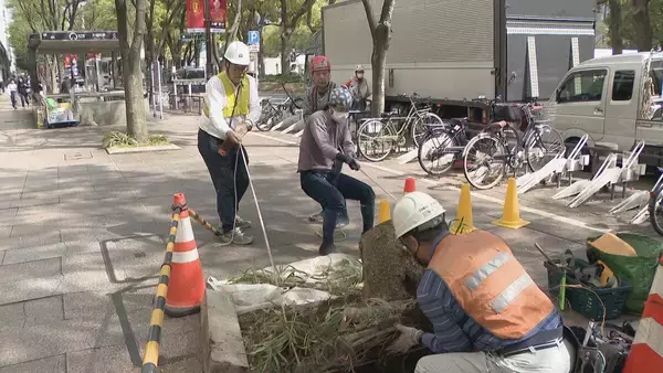 「名古屋･栄の倒木 樹木医｢根元が腐っている｣ 高さ約15ｍのケヤキ ｢今回は人的被害なかったが…｣」の画像