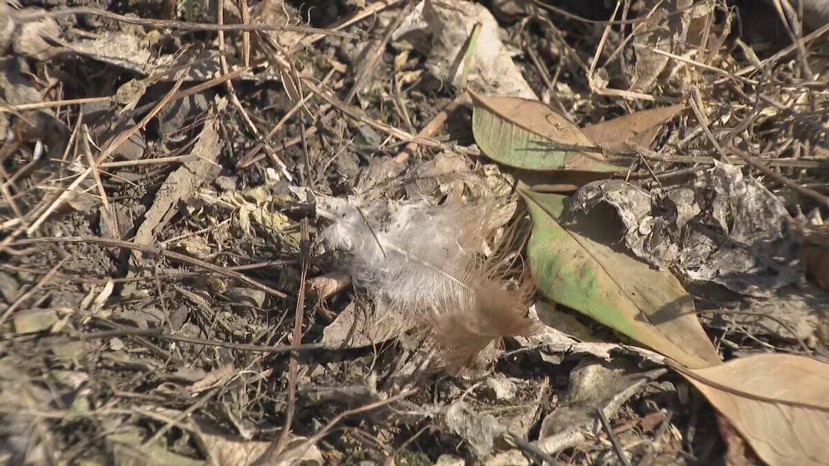 クマに襲われたか ニワトリ4羽が庭で死ぬ ｢エサをやろうと開けたら羽がぶわーっと｣ 岐阜･関市でクマの目撃情報相次ぐ