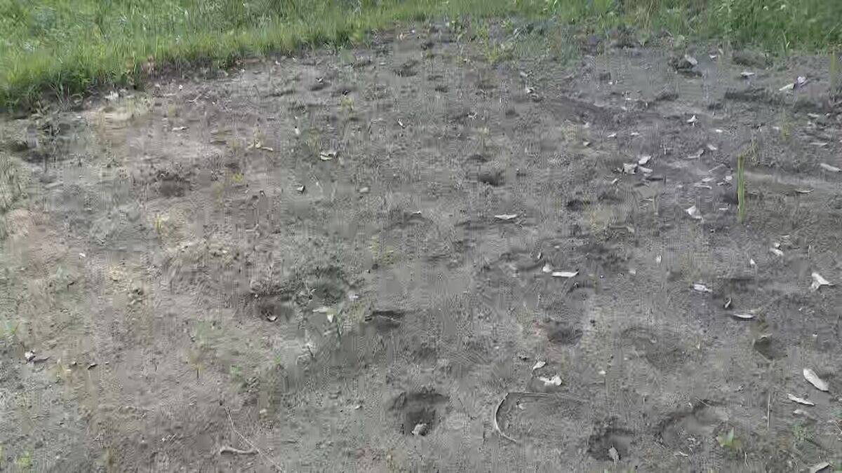 クマに襲われたか ニワトリ4羽が庭で死ぬ ｢エサをやろうと開けたら羽がぶわーっと｣ 岐阜･関市でクマの目撃情報相次ぐ