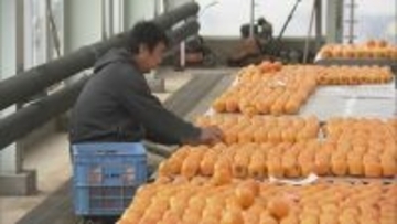 干し柿の王様・堂上蜂屋柿の生産が最盛期 平安時代から1000年の伝統 例年よりカメムシ被害少なく6万個以上の出荷見込む