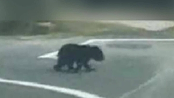 ツキノワグマの子どもが出没 愛知県豊田市猿投地区で新たにクマの目撃情報 市内の小原地区で10月11日に59歳男性がツキノワグマに襲われ重傷 市が注意を呼び掛け