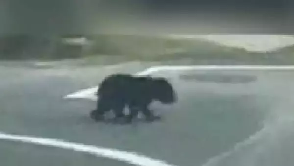 ツキノワグマの子どもが住宅街に出没 愛知県豊田市猿投地区で新たにクマの目撃情報 市内の小原地区で10月11日に59歳男性がツキノワグマに襲われ重傷 市が注意を呼び掛け