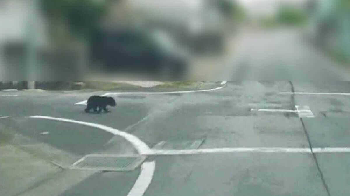 ツキノワグマの子どもが住宅街に出没 愛知県豊田市猿投地区で新たにクマの目撃情報 市内の小原地区で10月11日に59歳男性がツキノワグマに襲われ重傷 市が注意を呼び掛け