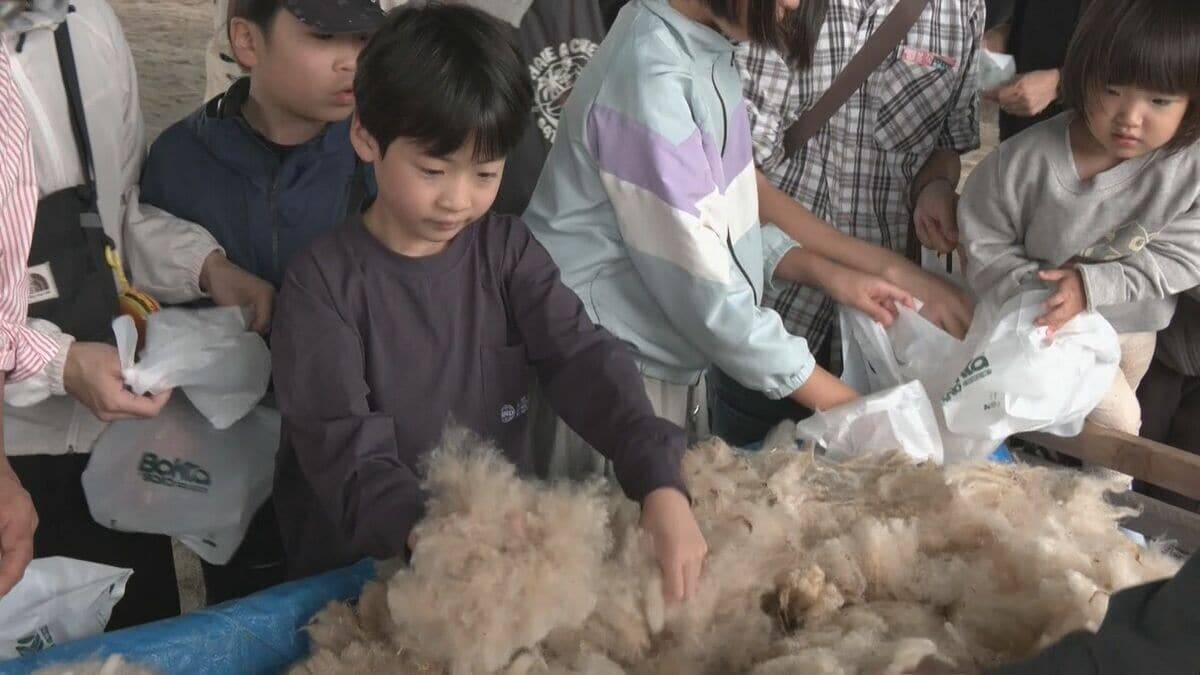 夏に向けて羊の毛刈り ｢だいぶ涼しそうになった｣ 来場者は刈られた毛の感触確かめる 6月の毎週末に｢ひるがの高原 牧歌の里｣で 岐阜･郡上市
