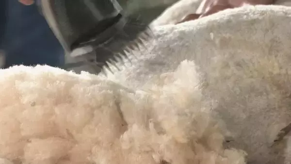 「夏に向けて羊の毛刈り ｢だいぶ涼しそうになった｣ 来場者は刈られた毛の感触確かめる 6月の毎週末に｢ひるがの高原 牧歌の里｣で 岐阜･郡上市」の画像