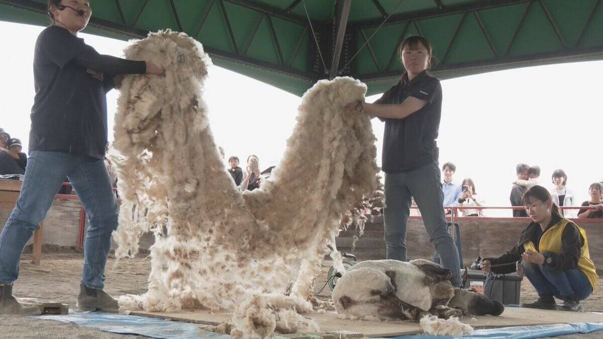 夏に向けて羊の毛刈り ｢だいぶ涼しそうになった｣ 来場者は刈られた毛の感触確かめる 6月の毎週末に｢ひるがの高原 牧歌の里｣で 岐阜･郡上市