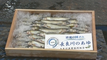史上最高値1キロ35万円の天然アユ ウナギ店で“無料提供” 1匹にすると9200円…「おいしい、長生きできそう｣ 岐阜･本巣市