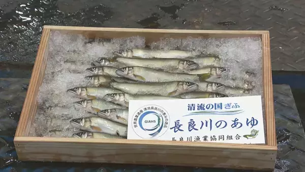 史上最高値1キロ35万円の天然アユ ウナギ店で“無料提供” 1匹にすると9200円…「おいしい、長生きできそう｣ 岐阜･本巣市