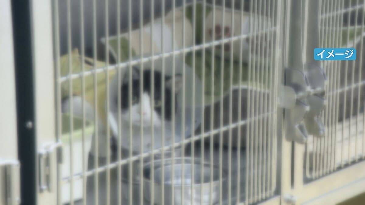 犬と猫の殺処分 昨年度初めてゼロに 10年以上前から保護犬･保護猫の譲渡活動に取り組む 2024年度は3匹 岐阜市