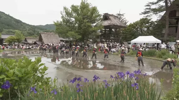 世界遺産 白川郷で田植え祭り “田植え唄”が響きわたる中 早乙女姿の女性たちがコシヒカリの苗を丁寧に 岐阜