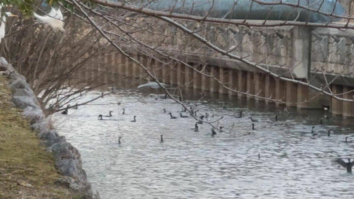 まるで映画｢鳥｣さながら 名古屋城の石垣が“真っ白”に… 上空には“黒い鳥”の大群 ｢3年ぶりの到来｣