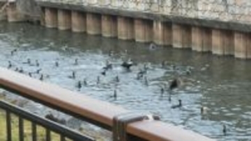 名古屋城の石垣が“真っ白”に… まるで映画｢鳥｣さながら 上空には“黒い鳥”の大群 ｢3年ぶりの到来｣