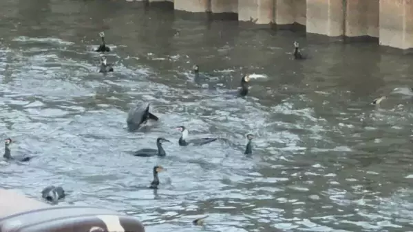 「まるで映画｢鳥｣さながら 名古屋城の石垣が“真っ白”に… 上空には“黒い鳥”の大群 ｢3年ぶりの到来｣」の画像