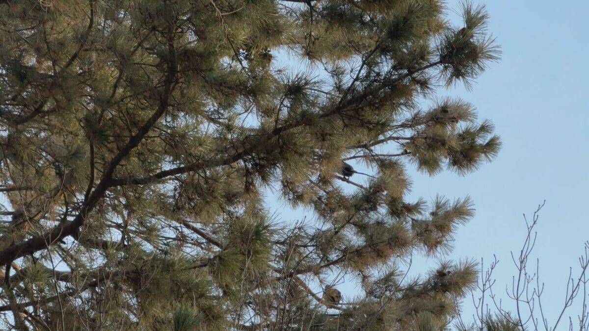 まるで映画｢鳥｣さながら 名古屋城の石垣が“真っ白”に… 上空には“黒い鳥”の大群 ｢3年ぶりの到来｣