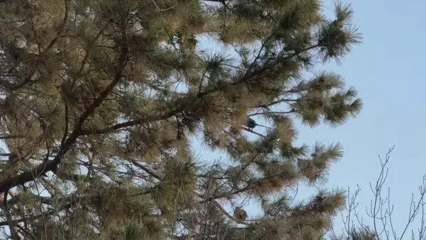 「まるで映画｢鳥｣さながら 名古屋城の石垣が“真っ白”に… 上空には“黒い鳥”の大群 ｢3年ぶりの到来｣」の画像