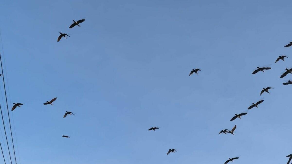 まるで映画｢鳥｣さながら 名古屋城の石垣が“真っ白”に… 上空には“黒い鳥”の大群 ｢3年ぶりの到来｣