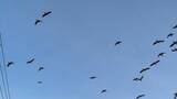 「まるで映画｢鳥｣さながら 名古屋城の石垣が“真っ白”に… 上空には“黒い鳥”の大群 ｢3年ぶりの到来｣」の画像4