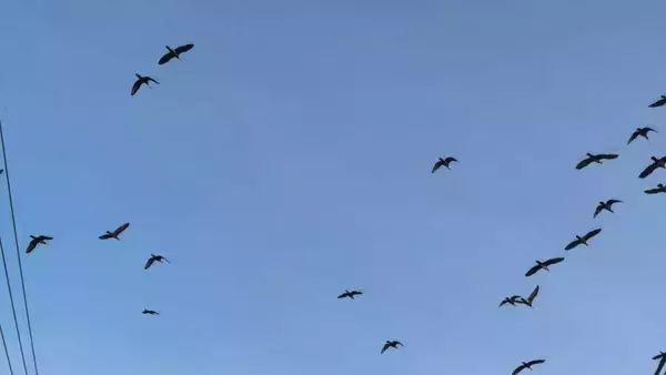 「まるで映画｢鳥｣さながら 名古屋城の石垣が“真っ白”に… 上空には“黒い鳥”の大群 ｢3年ぶりの到来｣」の画像