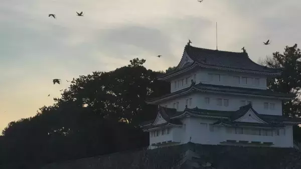 「まるで映画｢鳥｣さながら 名古屋城の石垣が“真っ白”に… 上空には“黒い鳥”の大群 ｢3年ぶりの到来｣」の画像