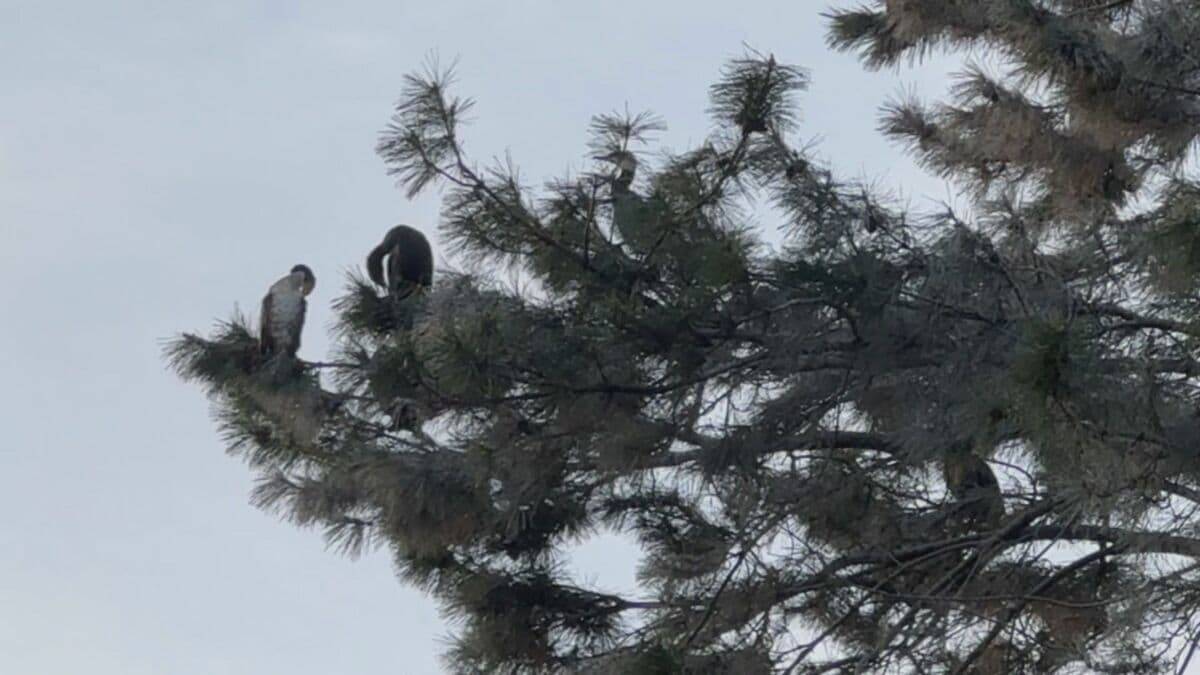 まるで映画｢鳥｣さながら 名古屋城の石垣が“真っ白”に… 上空には“黒い鳥”の大群 ｢3年ぶりの到来｣