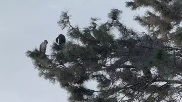 「まるで映画｢鳥｣さながら 名古屋城の石垣が“真っ白”に… 上空には“黒い鳥”の大群 ｢3年ぶりの到来｣」の画像