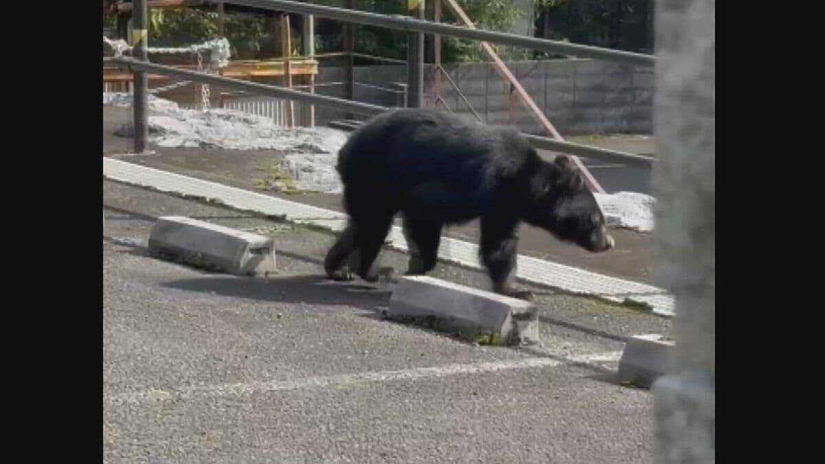 相次ぐクマ被害 ドローンから｢ワンワン！｣ スピーカーで嫌がる音を流し山へ… 岐阜･中津川市で“追い払い” 過去に実施した飛騨市では出没頻度が3分の1以下に減少