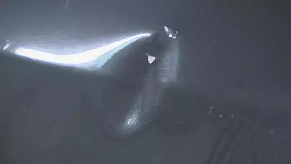 「歩行者の22歳女性をひき逃げし重傷負わせた疑い 34歳ペットショップ経営者の男を逮捕  男は黙秘 愛知･豊明市」の画像