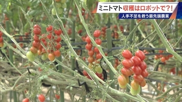 “謎の黒い土” 月での農業を可能にする技術？甘いミニトマトの収穫はロボットで 日本の農業を変える最先端技術
