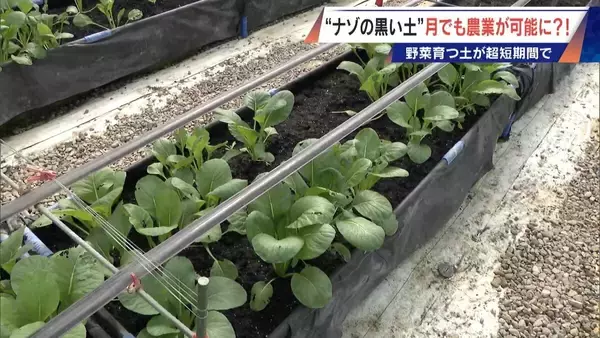 「“謎の黒い土” 月での農業を可能にする技術？甘いミニトマトの収穫はロボットで 日本の農業を変える最先端技術」の画像