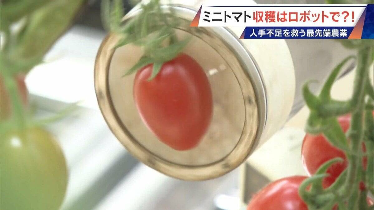 “謎の黒い土” 月での農業を可能にする技術？甘いミニトマトの収穫はロボットで 日本の農業を変える最先端技術