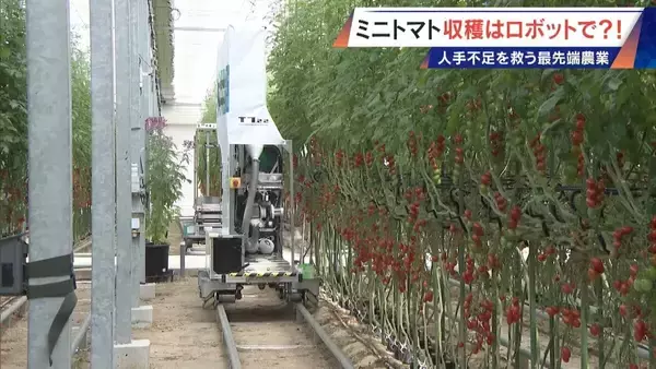 「“謎の黒い土” 月での農業を可能にする技術？甘いミニトマトの収穫はロボットで 日本の農業を変える最先端技術」の画像