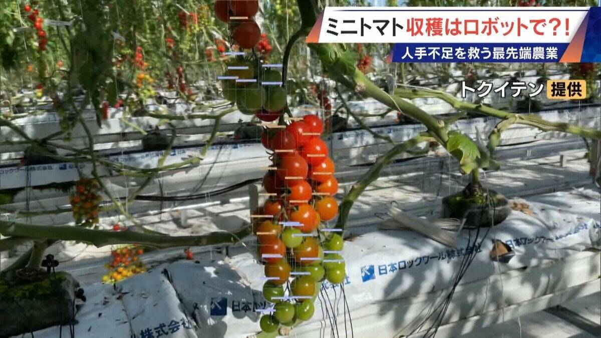 “謎の黒い土” 月での農業を可能にする技術？甘いミニトマトの収穫はロボットで 日本の農業を変える最先端技術