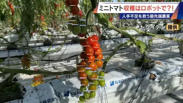 「“謎の黒い土” 月での農業を可能にする技術？甘いミニトマトの収穫はロボットで 日本の農業を変える最先端技術」の画像