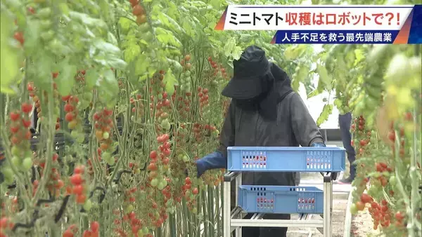 「“謎の黒い土” 月での農業を可能にする技術？甘いミニトマトの収穫はロボットで 日本の農業を変える最先端技術」の画像