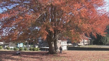 真っ赤に色づいた樹齢約90年のシンボルツリー 巨大｢ハナノキ｣が見頃に 吹奏楽部の演奏も 三重･松阪市の飯南高校