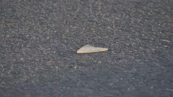 「乗用車と軽のワンボックスカーが出合い頭に衝突…軽を運転の88歳男性が死亡 過失運転傷害の疑いで男を現行犯逮捕 愛知･北名古屋市」の画像