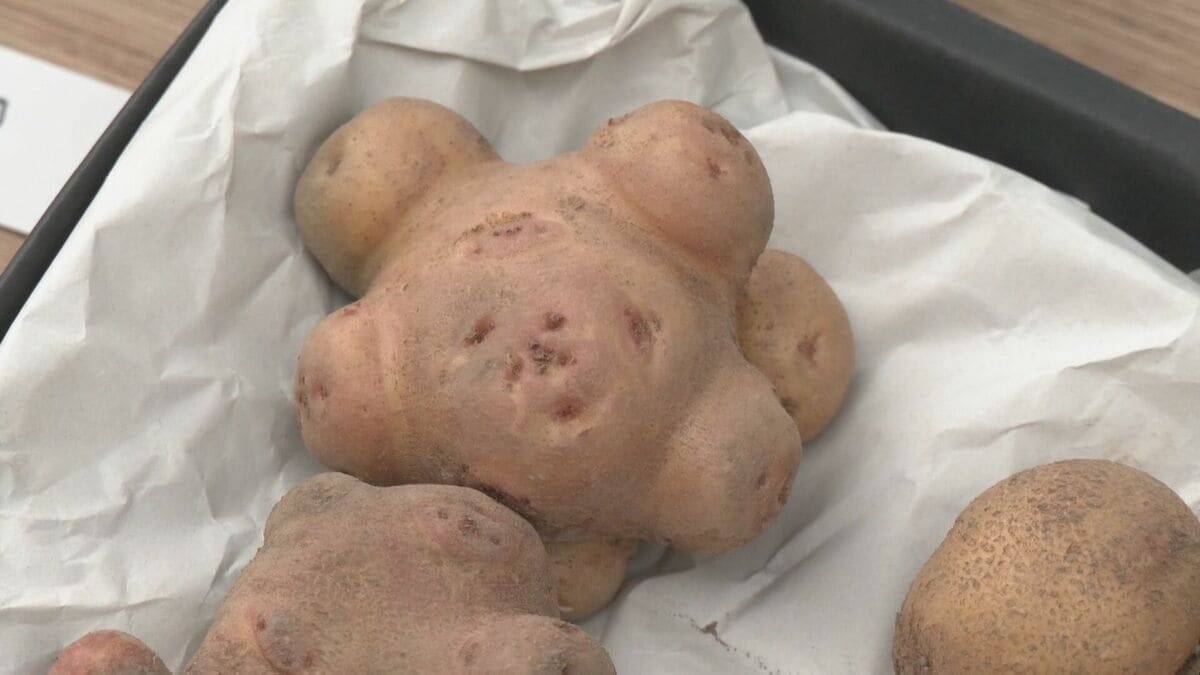 ３連休中日の宮川朝市で“収穫祭” 飛騨の野菜や果物が普段より２割以上安く販売…品評会では“ミャクミャク”のような形のジャガイモにユニーク賞