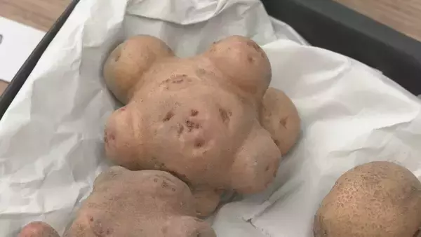 「３連休中日の宮川朝市で“収穫祭” 飛騨の野菜や果物が普段より２割以上安く販売…品評会では“ミャクミャク”のような形のジャガイモにユニーク賞」の画像