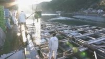 新年を前に…養殖マダイの出荷ピーク 傷つかないように“仕切り”の容器で関東・関西へ 三重・熊野市 作業は正月も続く