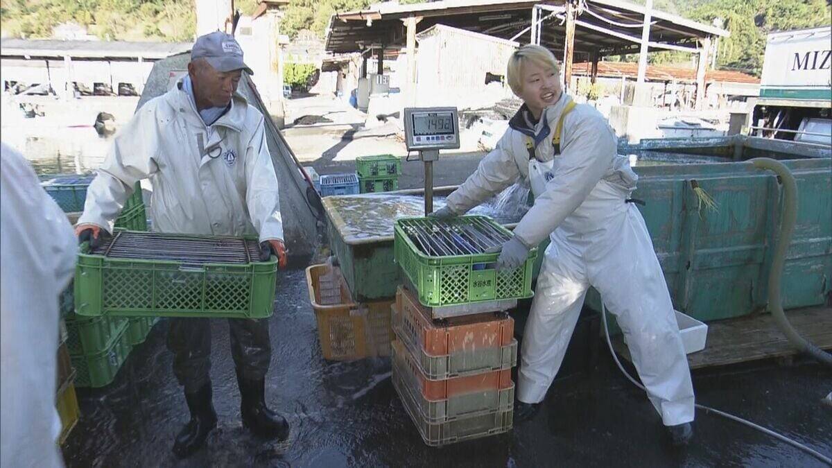 新年を前に…養殖マダイの出荷ピーク 傷つかないように“仕切り”の容器で関東・関西へ 三重・熊野市 作業は正月も続く