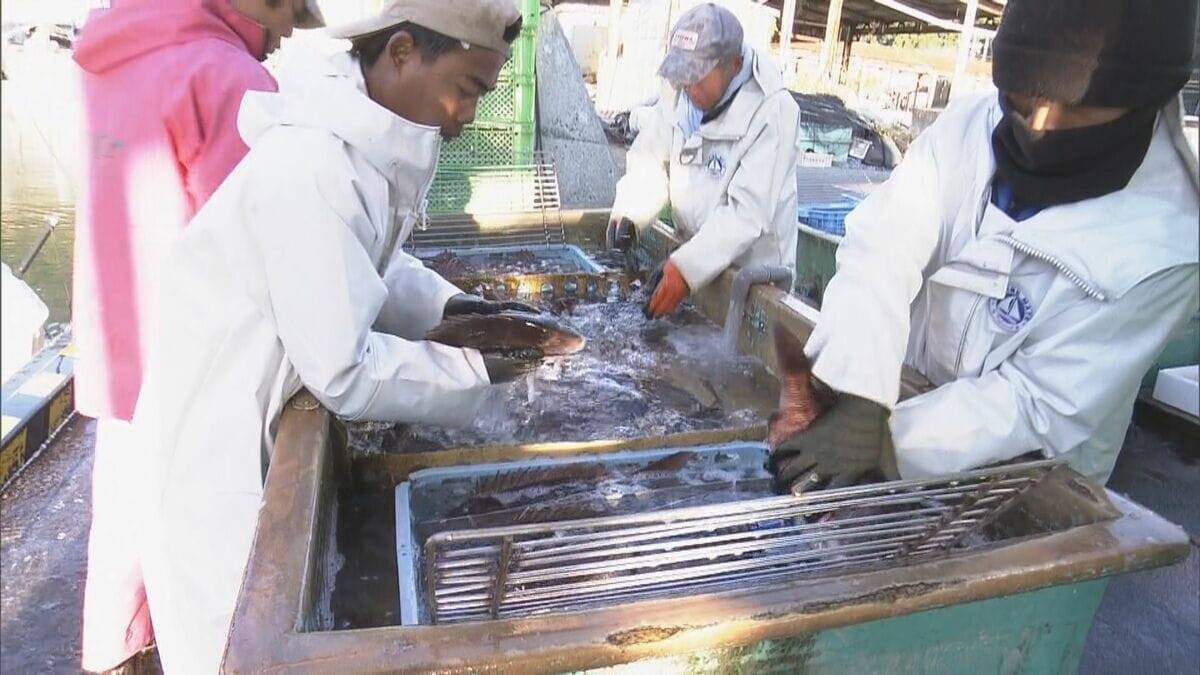 新年を前に…養殖マダイの出荷ピーク 傷つかないように“仕切り”の容器で関東・関西へ 三重・熊野市 作業は正月も続く