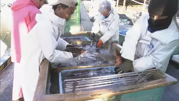 「新年を前に…養殖マダイの出荷ピーク 傷つかないように“仕切り”の容器で関東・関西へ 三重・熊野市 作業は正月も続く」の画像