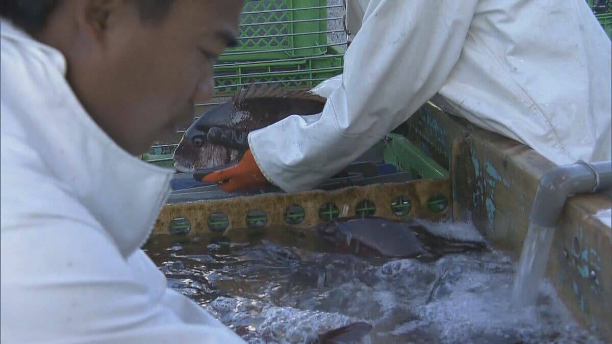 新年を前に…養殖マダイの出荷ピーク 傷つかないように“仕切り”の容器で関東・関西へ 三重・熊野市 作業は正月も続く